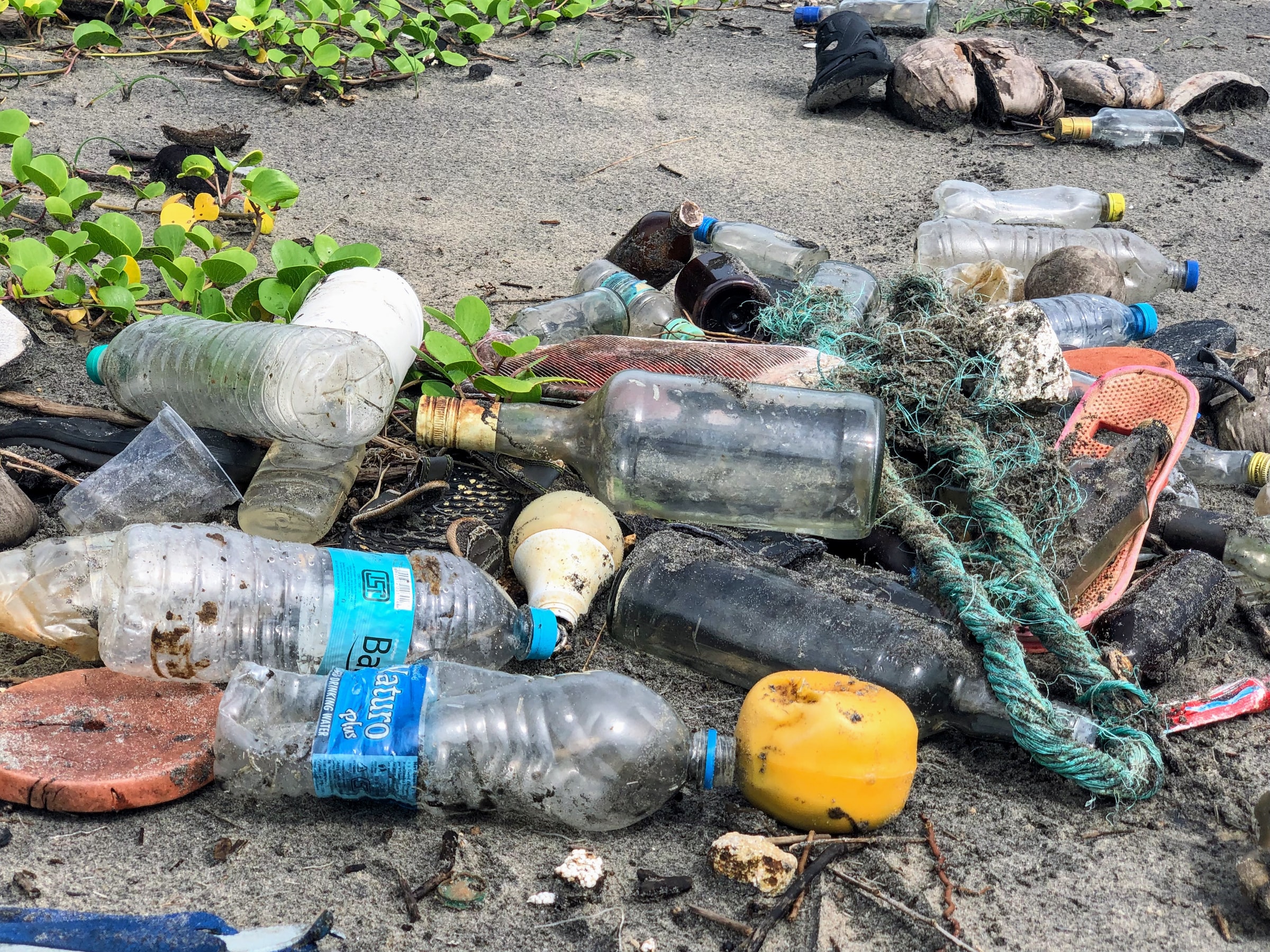 plastic water bottles littered on a sandy beach surrounded by small green plants