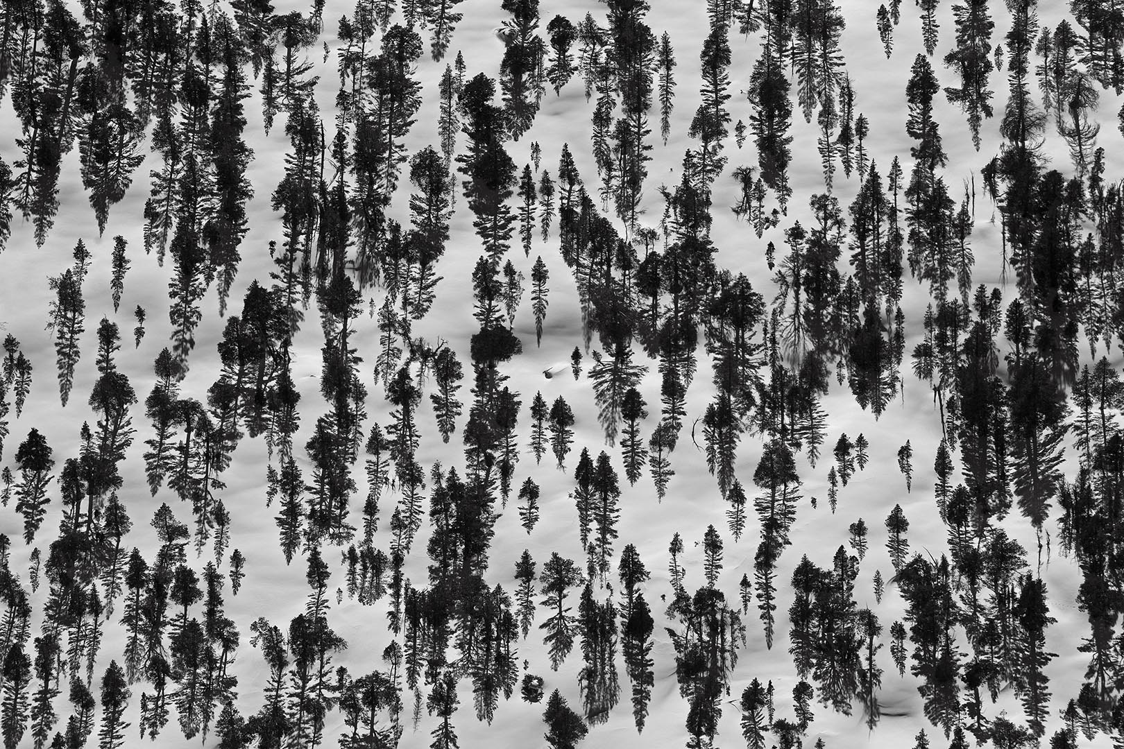 Pines and Snow, near Gem Lake