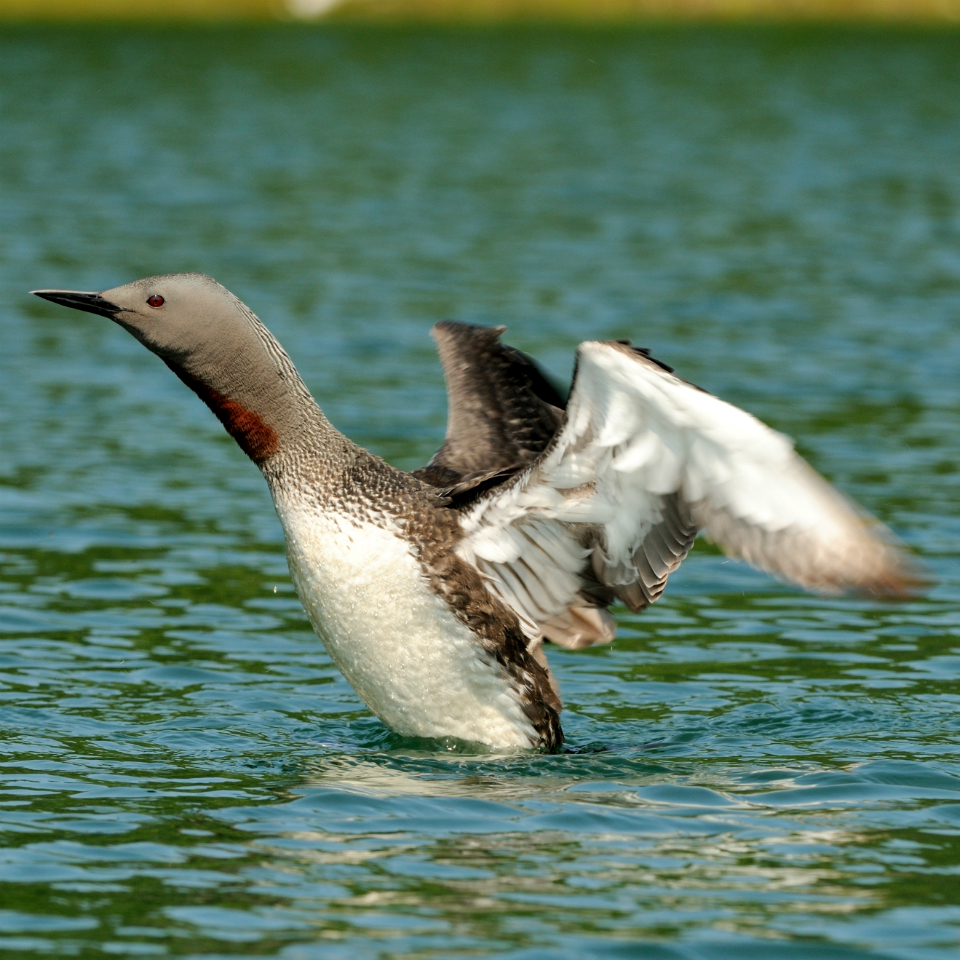 red throated loon