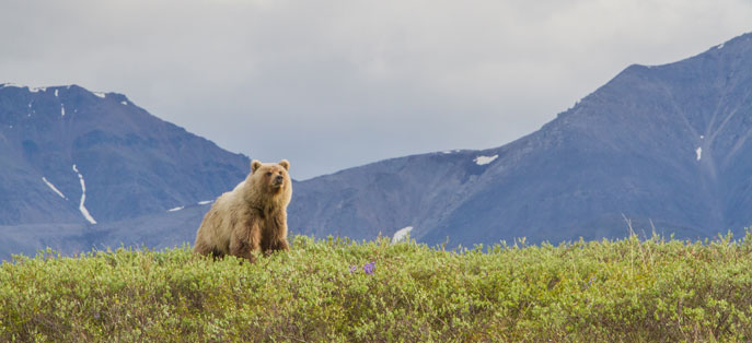 Grizzly in Arctic Refuge