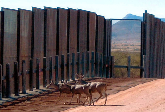 Deer stymied by border wall