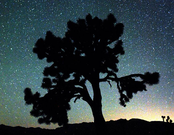 Joshua tree and night sky