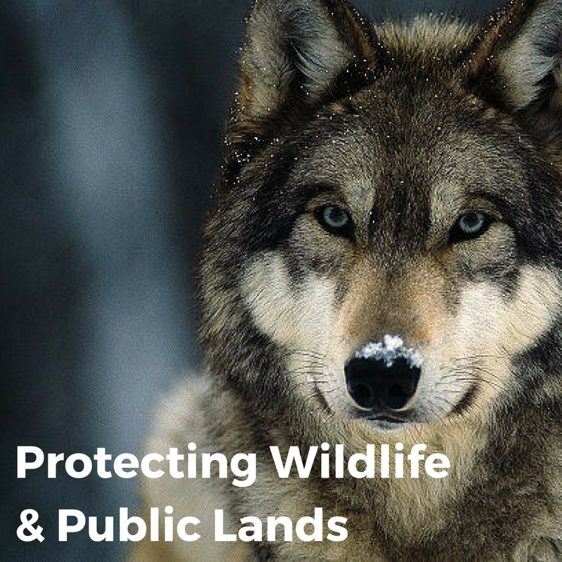 Protecting Forests and Public Lands