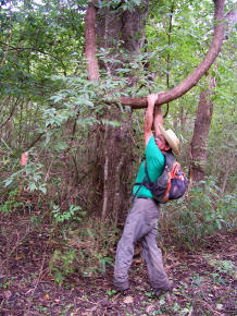 Brandt Mannchen Out On a Limb in Hudson Woods, By Nicida Maerefat.