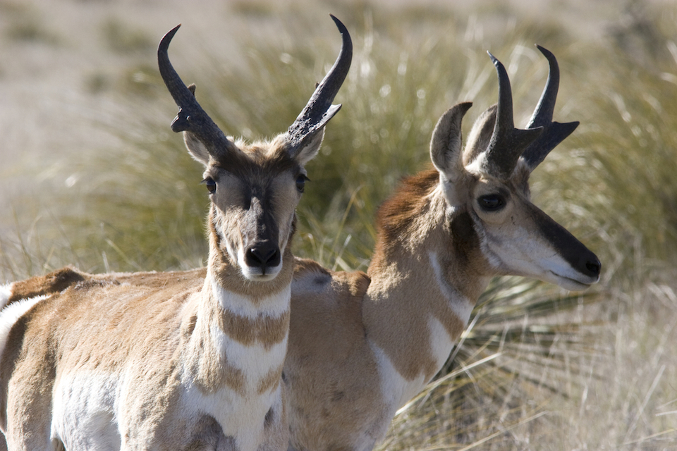Pronghorn Antelope (AlBradenphoto.com)