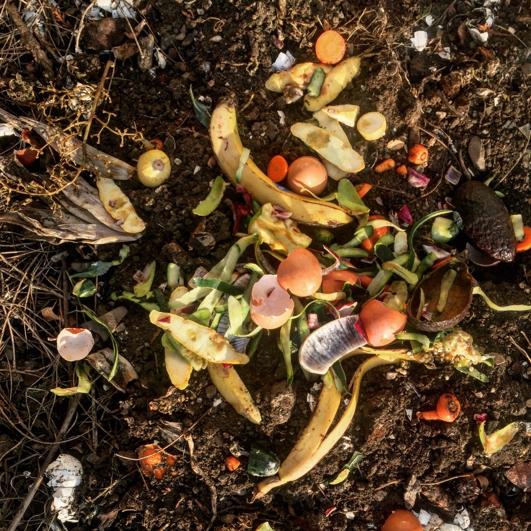 Compost pile food scraps