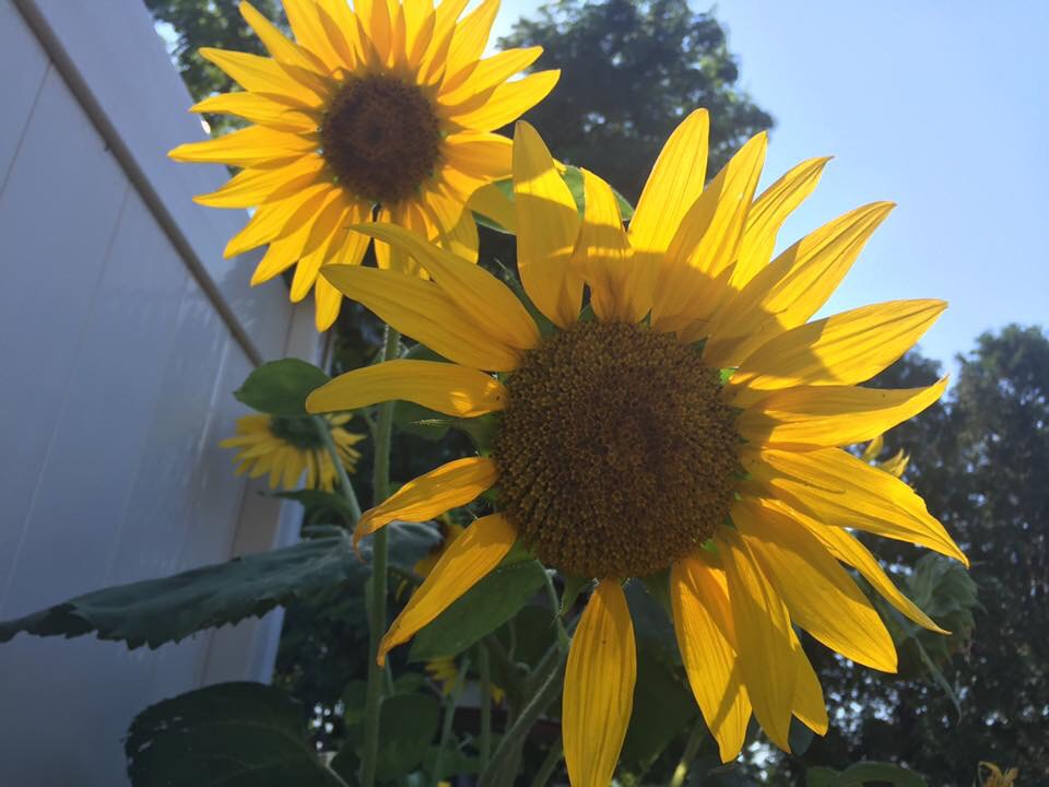 Sunflowers blooming