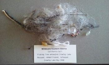 photo of fishing line that ensnared wildlife provided by ES Wildcare