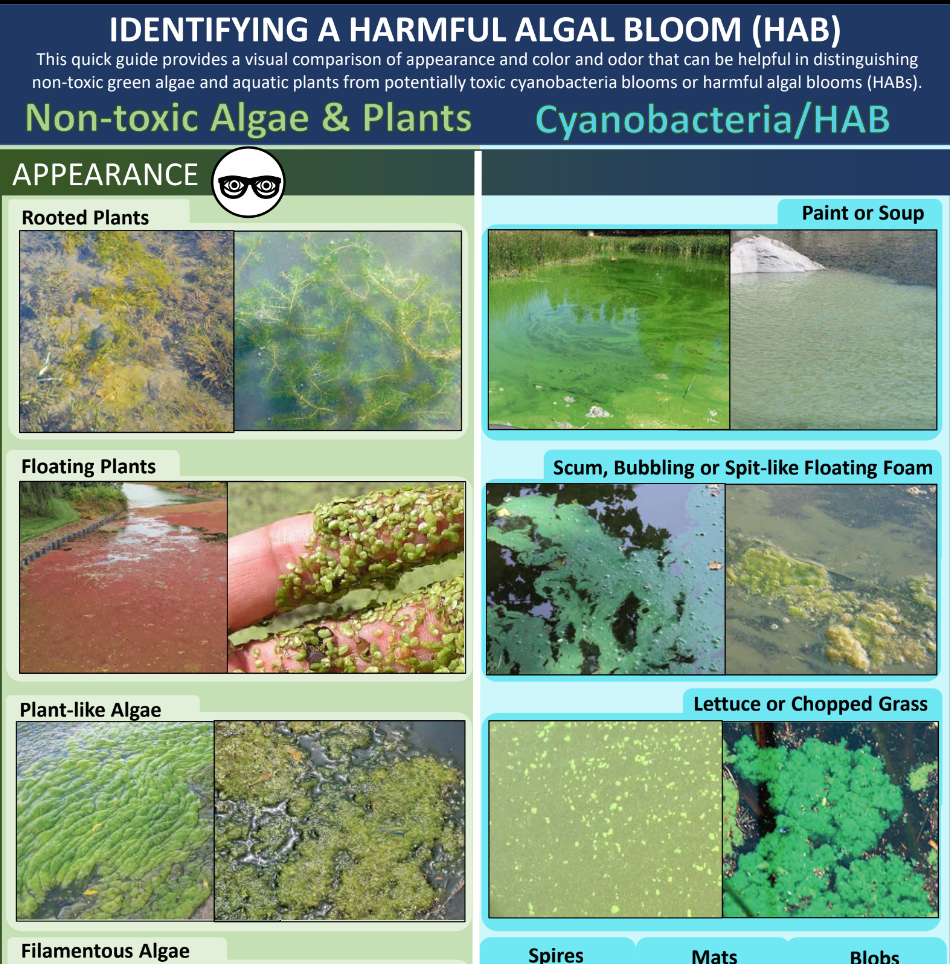 Infographic of harmful algal blooms