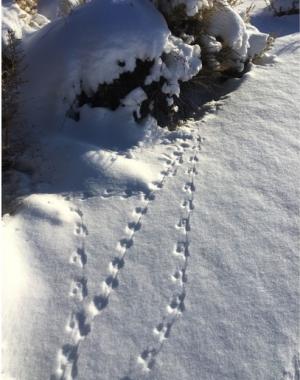 photo of kangaroo rat tracks in snow