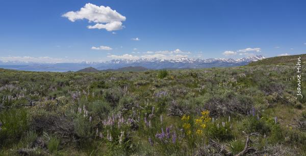 photo of Sierra from Bodie Peak