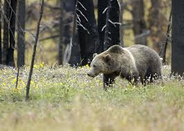 Grizzly_Bear_Yellowstone-fws