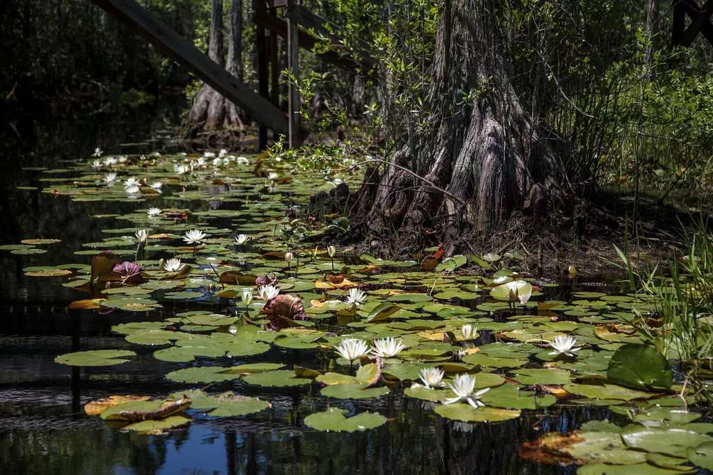 Photo of Okefenokee Swamp water with lily pads and cypress trees