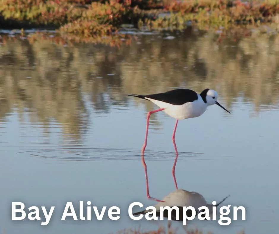 Bay Alive Campaign