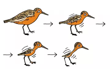 illustration of four birds each getting smaller