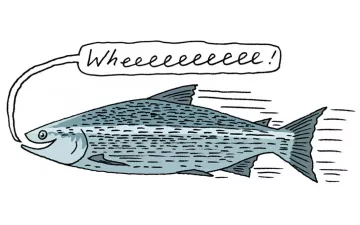 illustration of a salmon saying wheeee