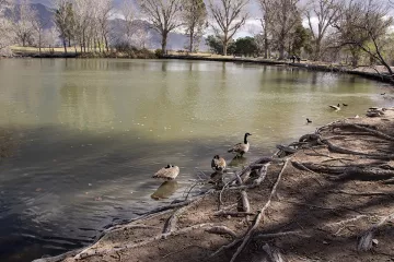 Canada geese and American coots swim in one of the four ponds at Floyd Lamb Park at Tule Springs. Part of our trash pickup was checking along the edges of the ponds for fishing bobbers or floats, fishing line, lead weights, lures, and fishing hooks.