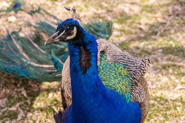 FLOYD-LAMB-CLEANUP.45-One of the many exotic peacocks on the Floyd Lamb Park at Tule Springs. Some of these peacocks are perhaps descendants of the original flock on the ranch. Peacocks make excellent watchdogs!