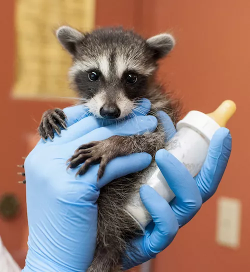 A rehabilitated baby raccoon