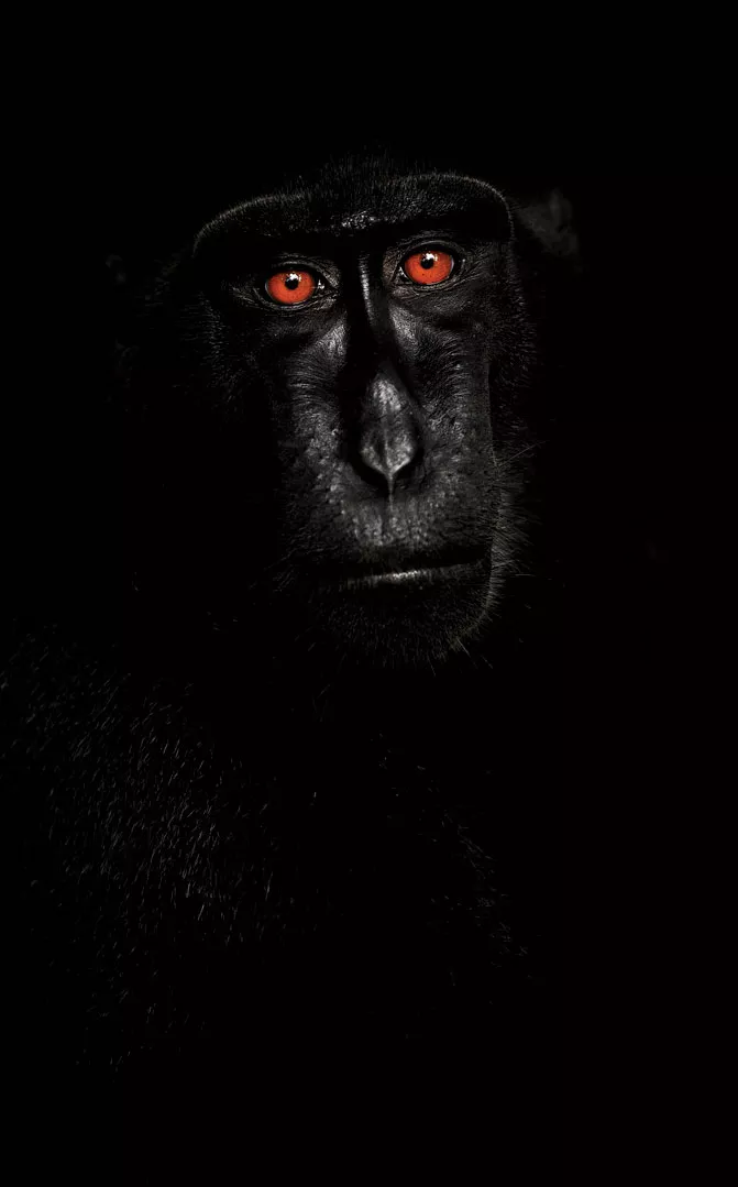 This male Celebes crested macaque (Macaca nigra) was photographed in Tangkoko National Park, Sulawesi, Indonesia.