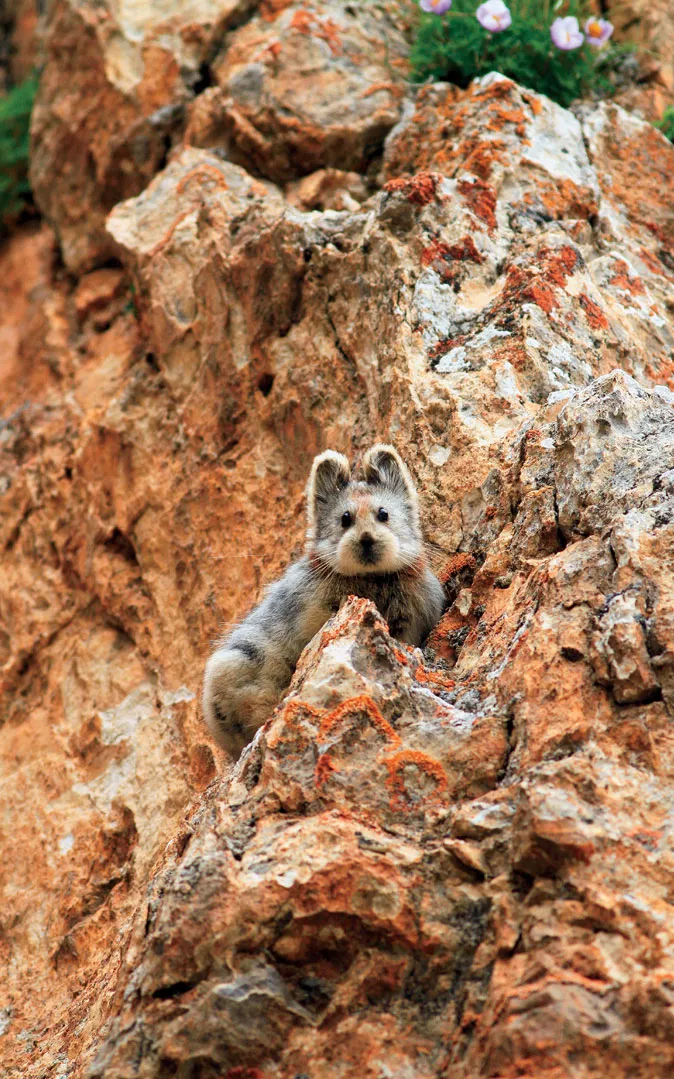 One of very few images of the camera-shy Chinese Ili pika.