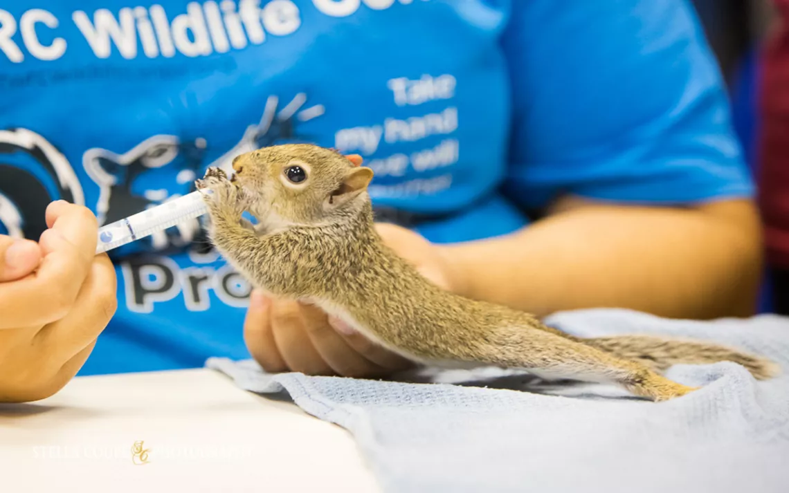 A TWRC staffer feeds a baby squirrel rescued during Hurricane Harvey.