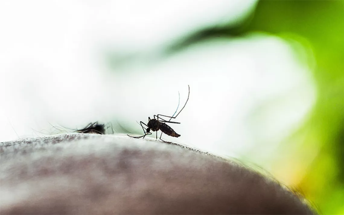 An Aedes aegypti mosquito perched on human skin