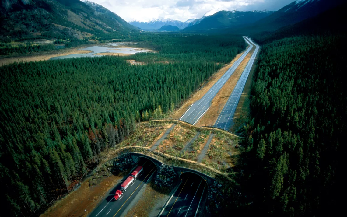 Aerial photo shows two two-lane highways and a curved grassy overpass surrounded by dark-green trees on both sides. A large truck with a red top is coming through a tunnel.
