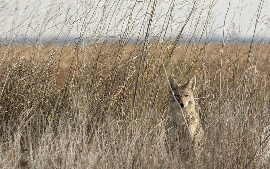 Coyote hiding in tall grass. |Photo by fusaromike/iStock