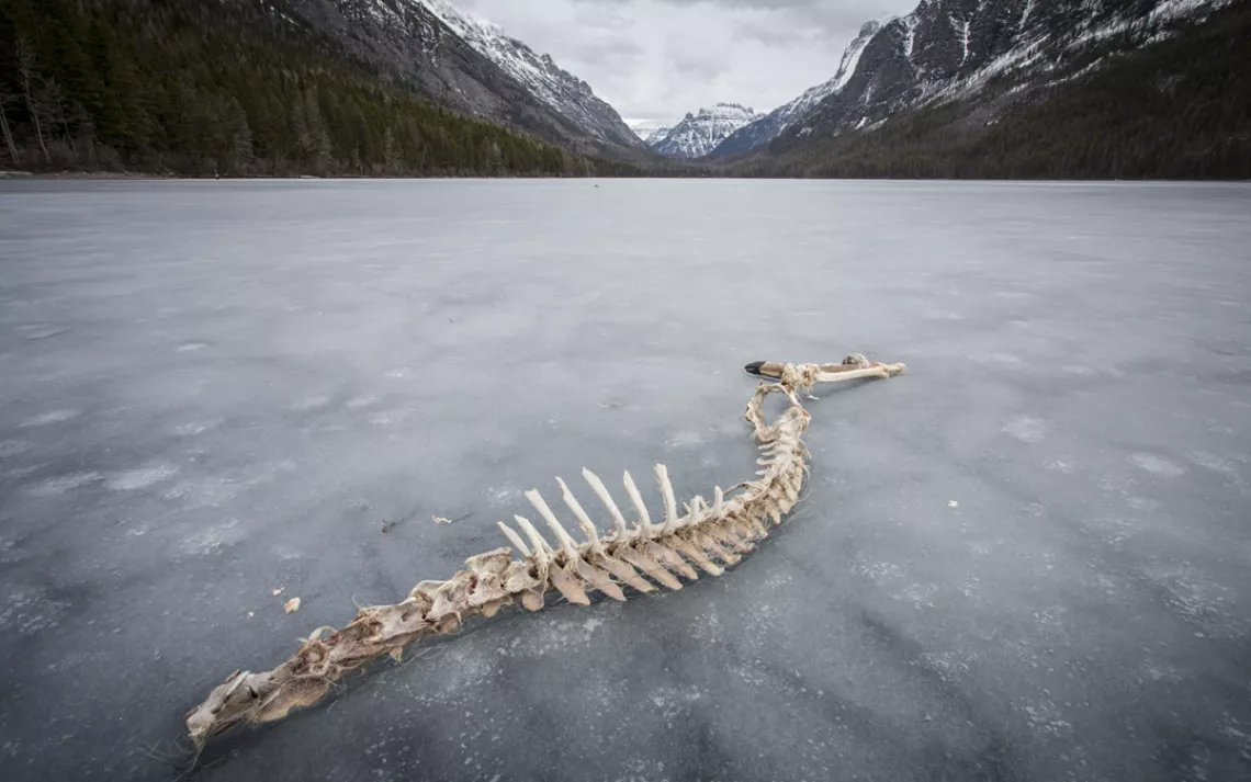 Frozen Kintla Lake, in Glacier National Park, is often littered with carcasses left by wolves.