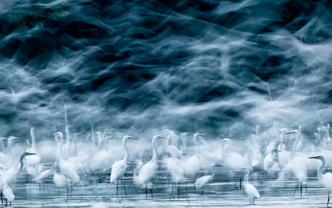 Egrets gather on a floodplain in Danube-Drava National Park, Hungary.