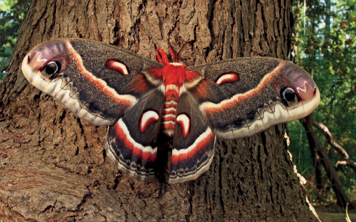 Hyalophora cecropia, the giant silk moth, is North America's largest.
