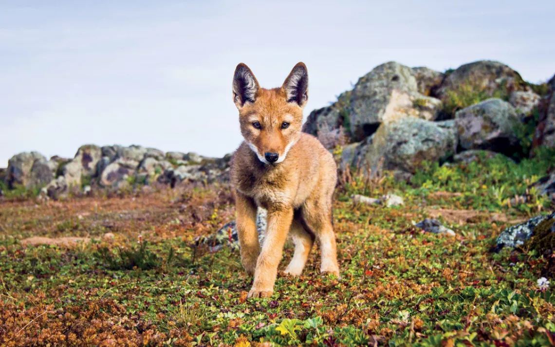 An Ethiopian wolf pup, photographed by a remote camera in Bale Mountains National Park. 