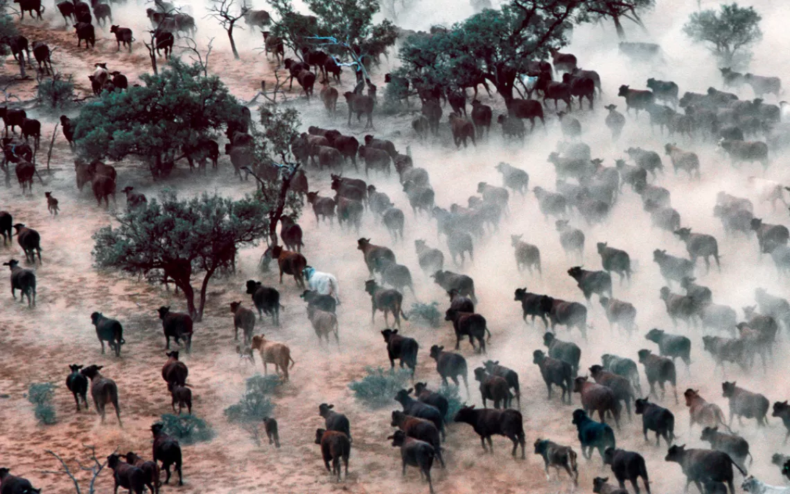 Cattle in the Australian Outback