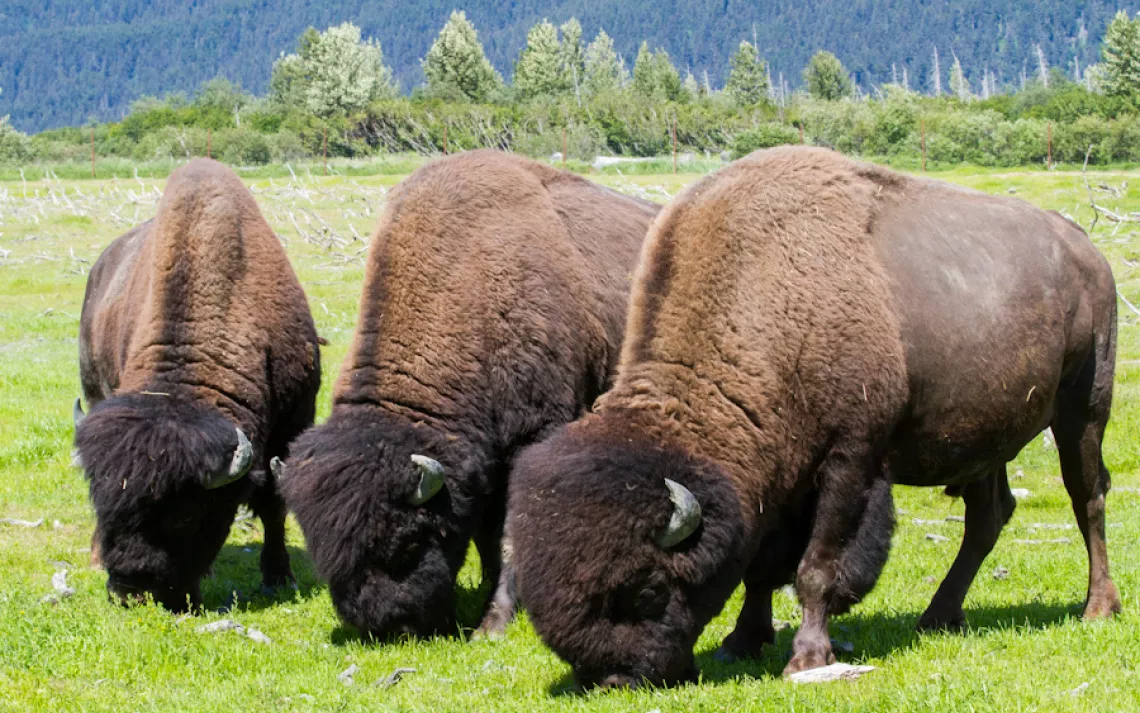 The wood bison, cousin to the plains bison, is returning to the Alaskan wilderness after over 100 years of extirpation, or local extinction. 
