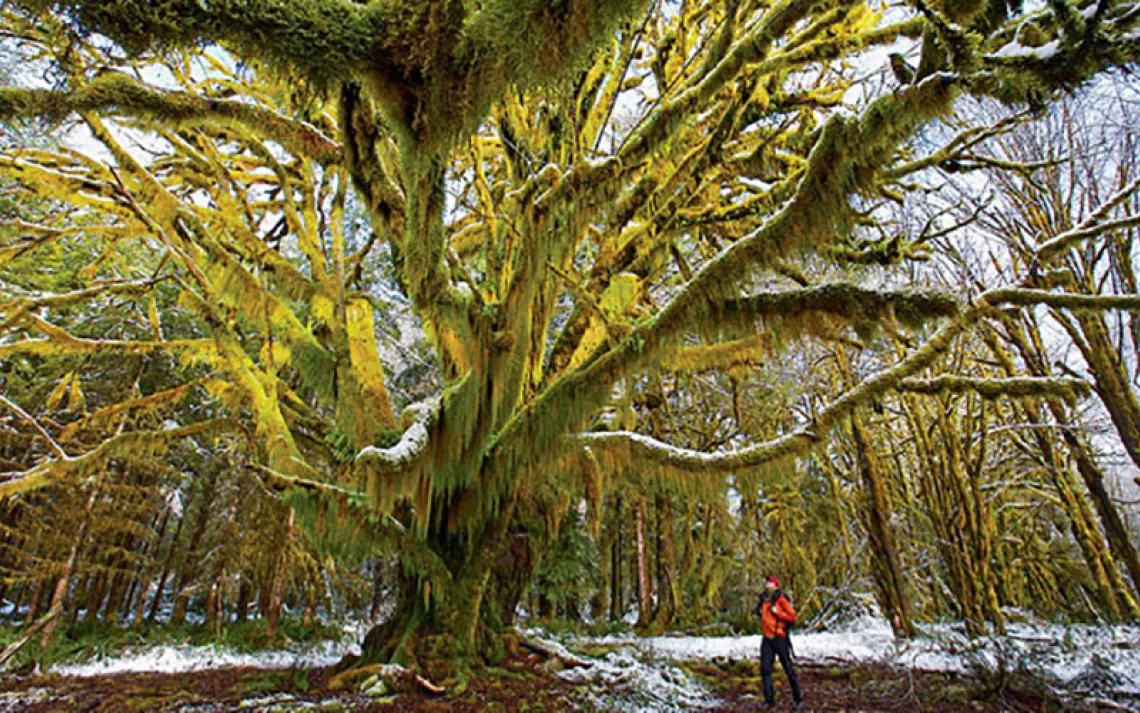 Olympic National Park naturalists keep the location of this ancient maple tree a secret because they fear poachers would strip it of its moss.