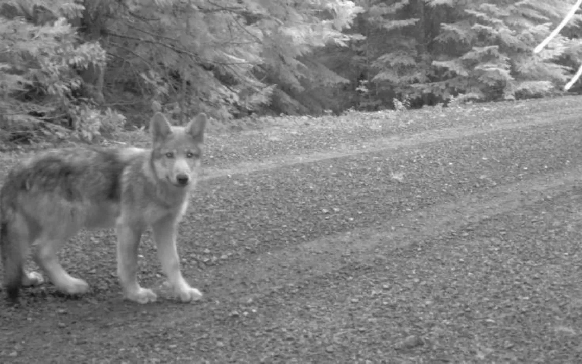  The state of Oregon de-lists Grey Wolves from the Endangered Species Act.