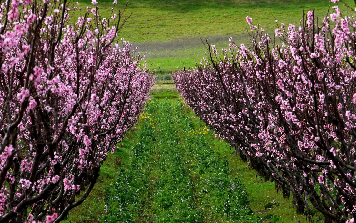 Orchard and cover crops