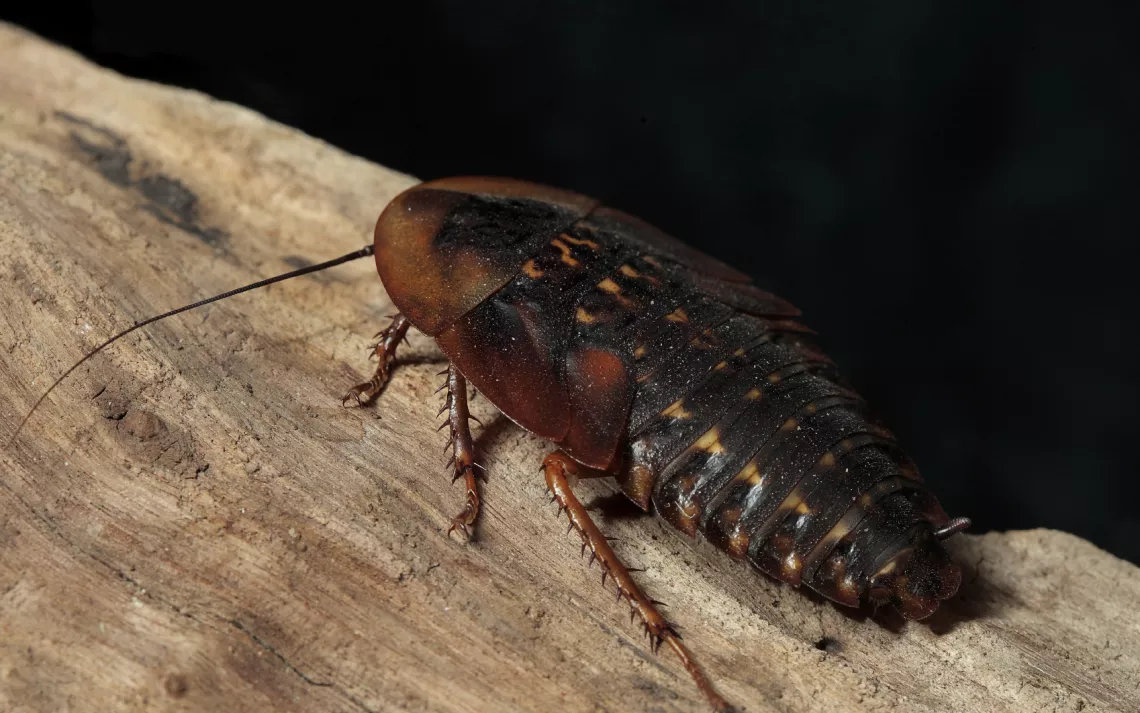 A new study suggests cockroaches have individual tendencies. 