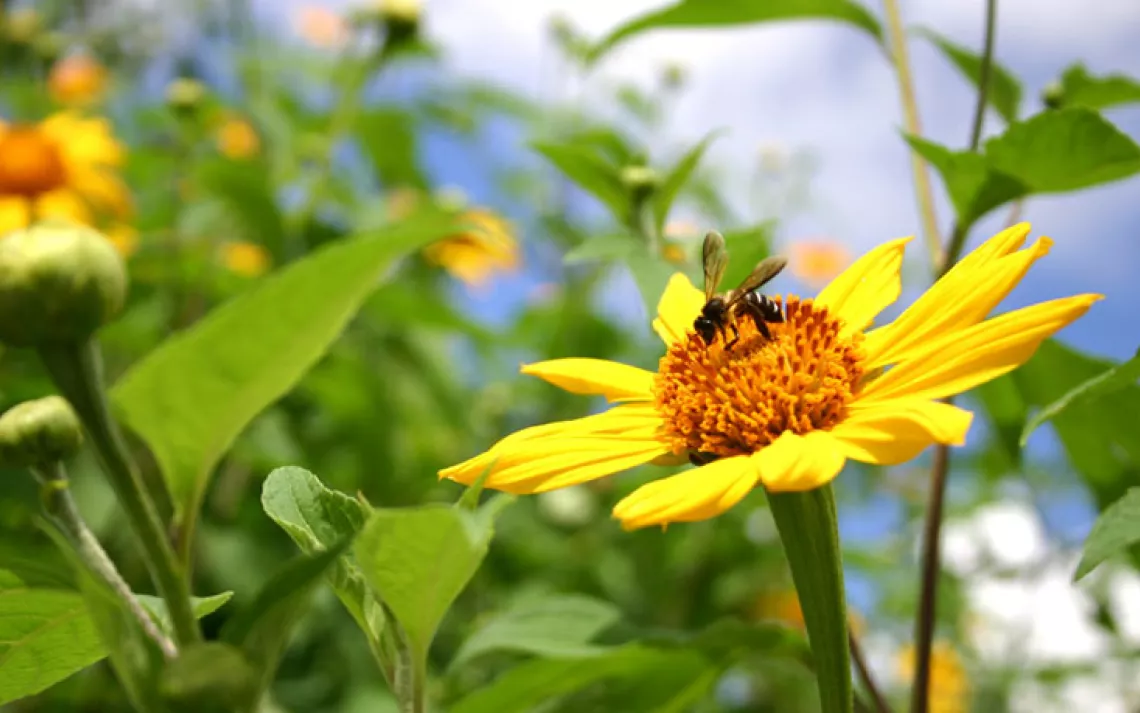 Get the scoop on growing a bee-friendly garden.