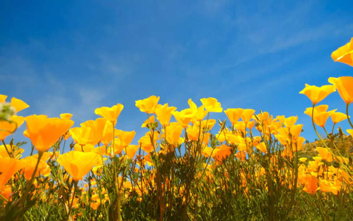4 Reasons to love native plants -- California poppies!