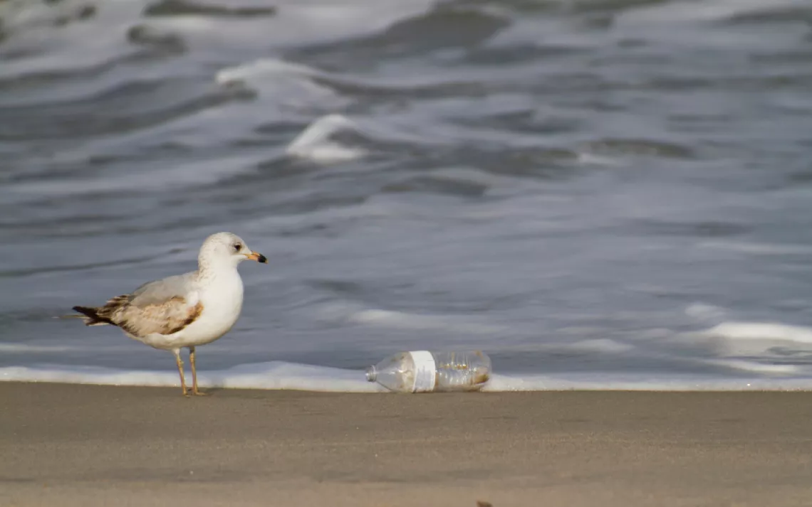 99 percent of birds will be affected by plastic ingestion by 2050