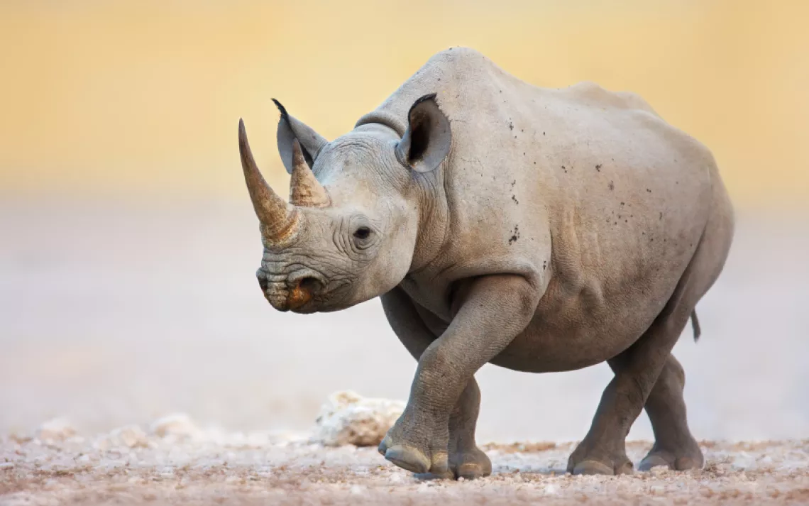 The good, the sad, and the hopeful in the world of rhino conservation.