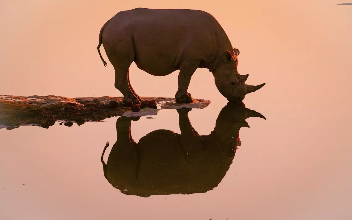 The critically endangered black rhino.