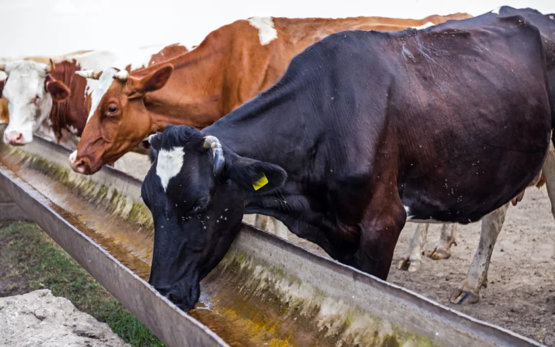  A reader disagrees with Mr. Green on how much water cattle consume.