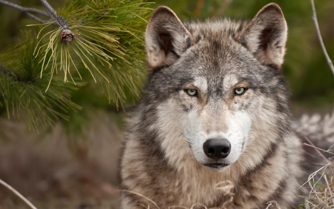 The calm gaze of a grey wolf