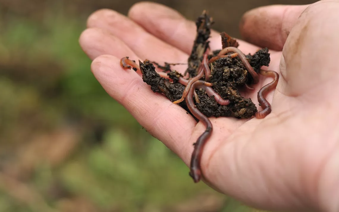 Urban composting is made easy with these little guys.