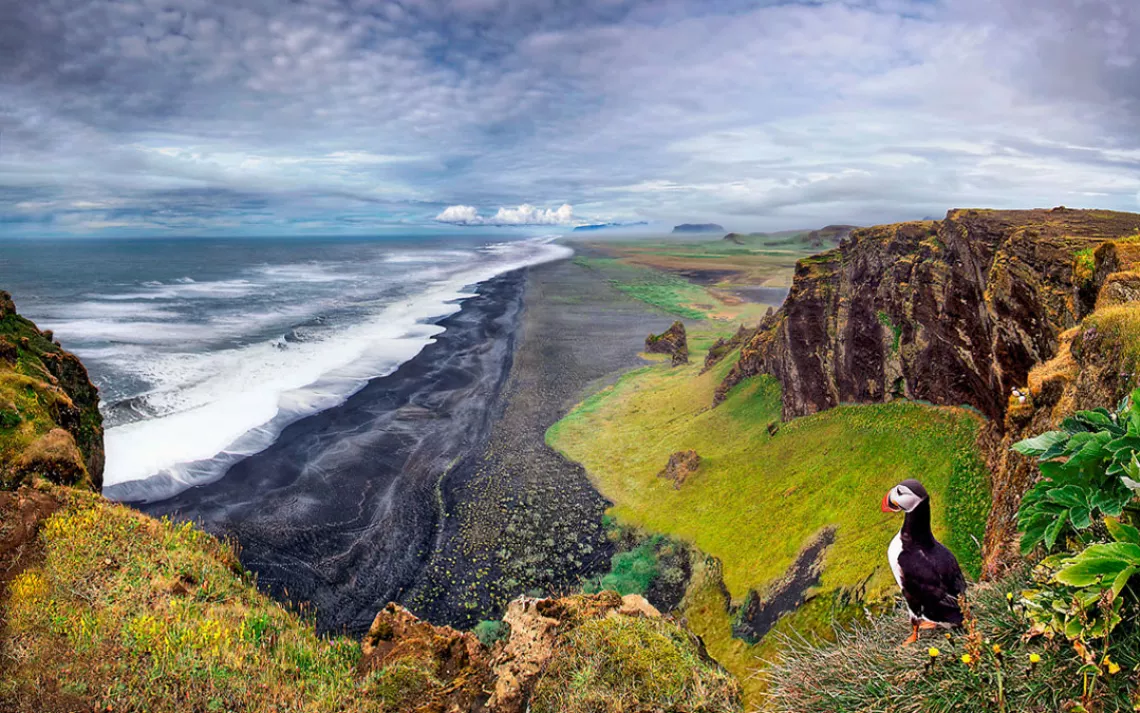 The basalt cliffs of Dyrholaey, a nature reserve on the south coast of Iceland, provide prime nesting sites for puffins, but poor footing for humans: In 2012, two tourists standing on the edge started a landslide and fell 40 yards to the beach below. Both