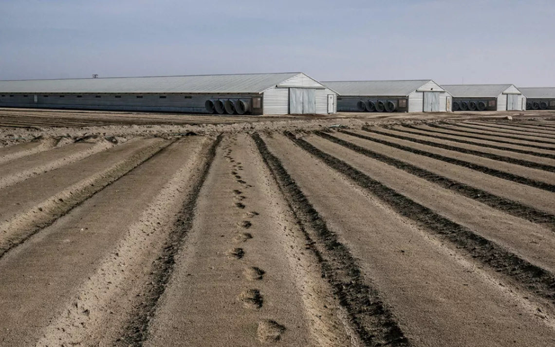 Drought victim: Abandoned tomato field in Fresno County, California.