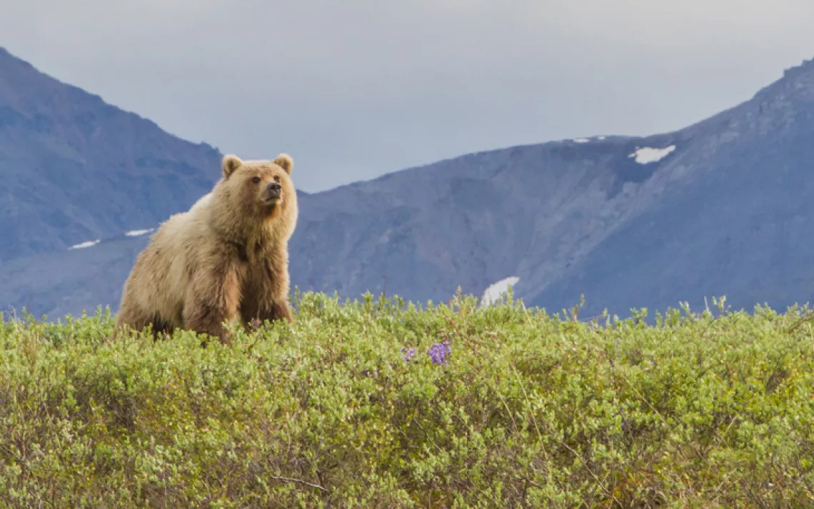 Alaska's Arctic refuge is already wild; it's time to declare it a wilderness. 